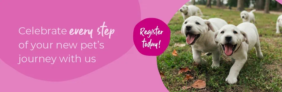 Welcoming your new puppy or kitten