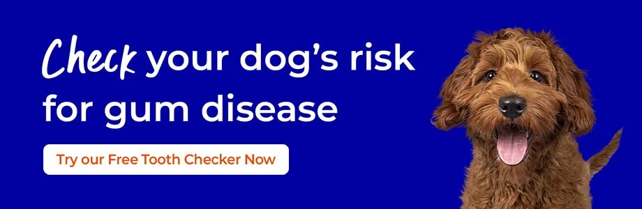 Dentistry for Small Animals