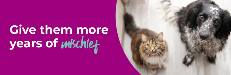 Senior Pet Care & Health Checks | Shires Vets Staffordshire