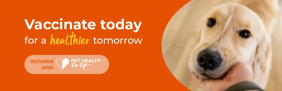 Dog vaccinations, cat vaccinations and rabbit vaccinations