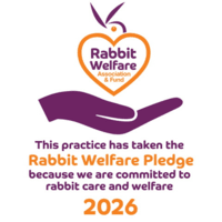 rabbit welfare